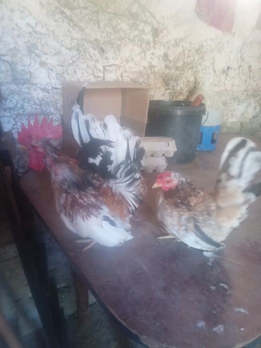 De vanzare Chabo. Mi de flor si strumschi