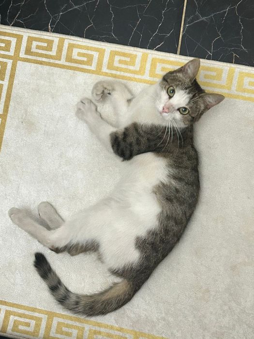 Молодой котенок ищет новую семью, отдам в добрые руки