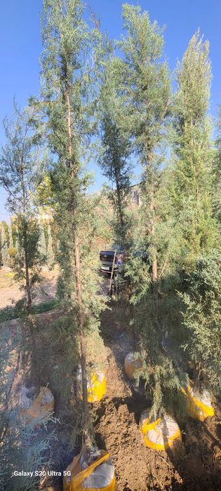 Голубой кипарис арчалар сотилади