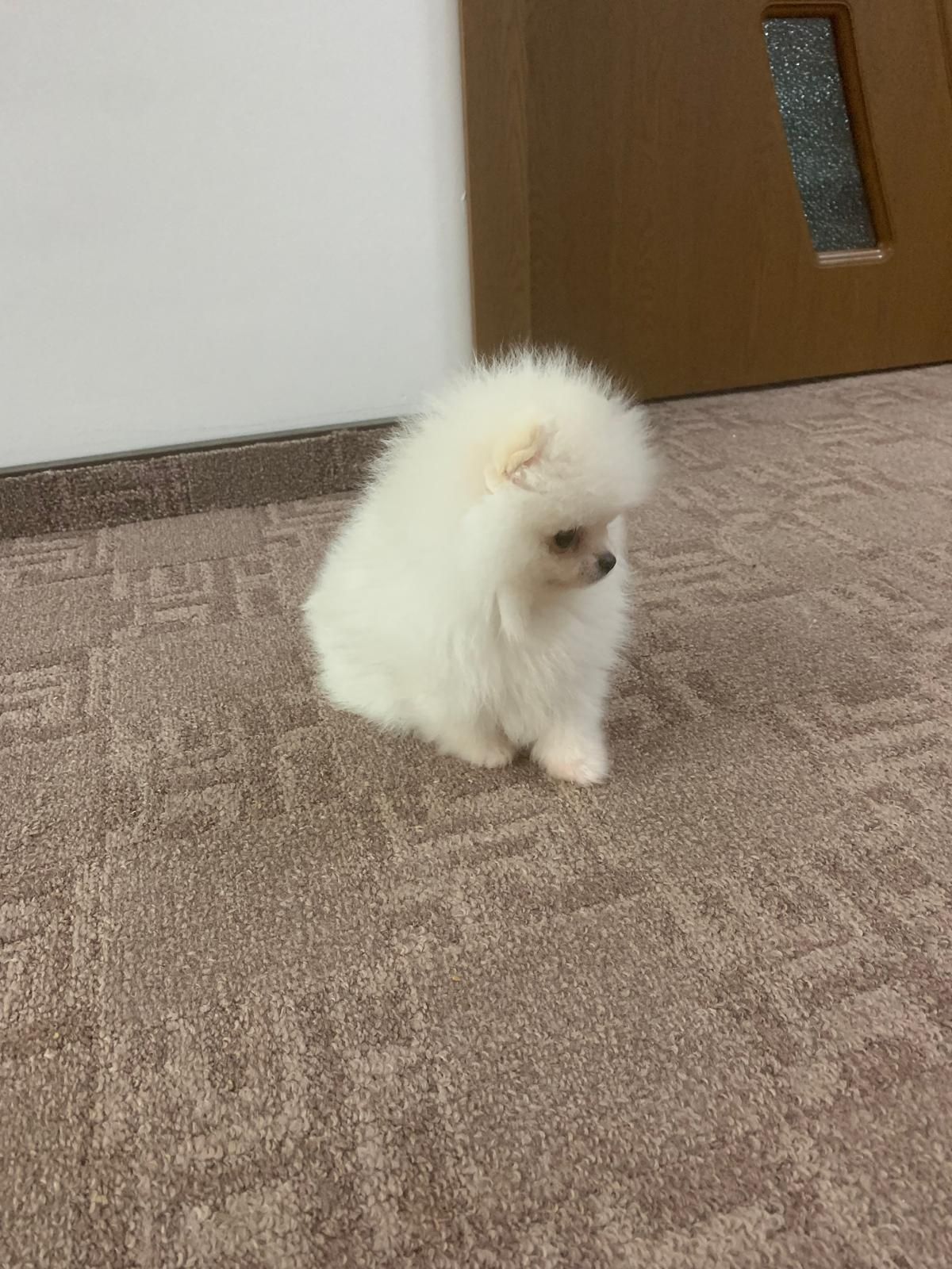 Pomeranian mini fetita!!