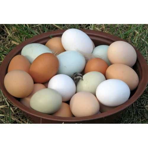 Домашни яйца от Нови Искър