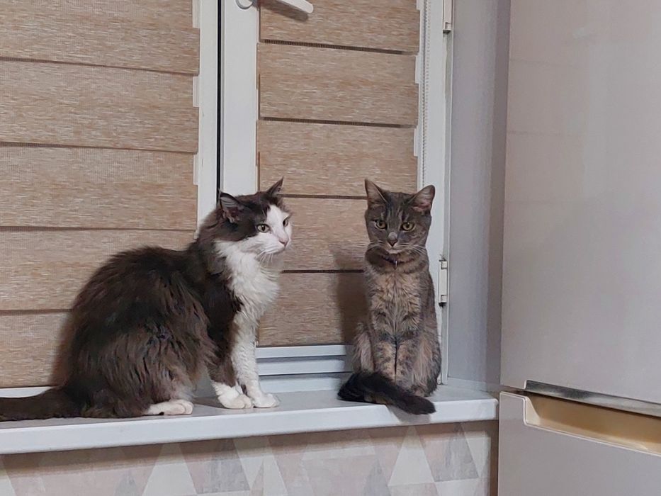 отдам кошечек в хорошие руки