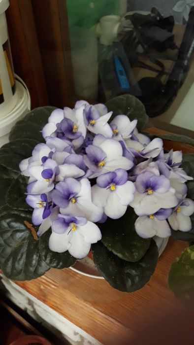 Комнатые цветы Фиалки