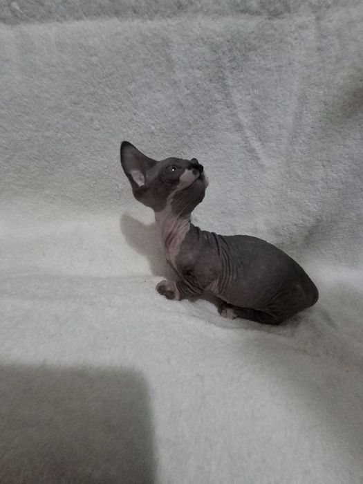 Шикарный мальчик бомбино