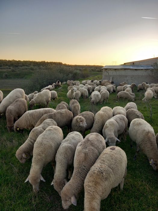 Vand 170 de oi la pretul de 650 de lei