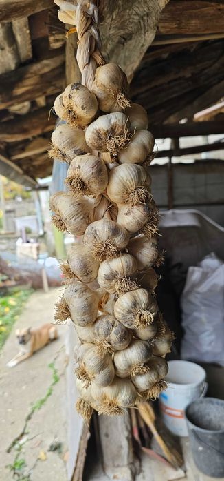 Български чесън плетен на венец