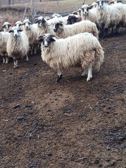 Berbecuț breaz de vânzare berbecuț breaz. Mai multe detalii la telefon