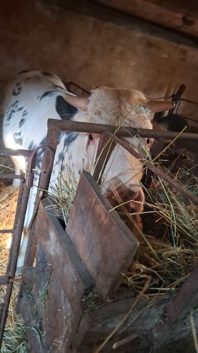 Vând vițică de 2 ani