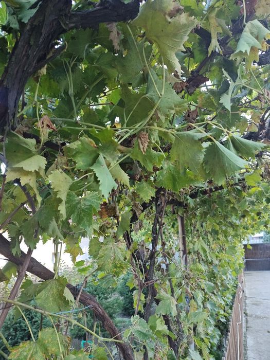 Must din ananas negru și alb