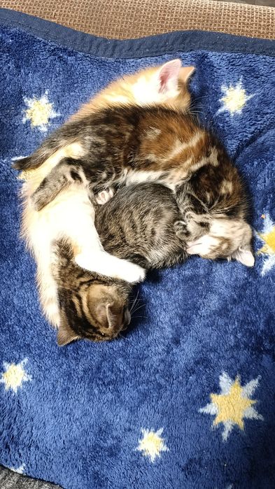 Котята в добрые руки!!!