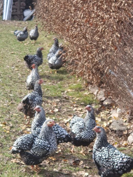 Vand gaini Wyandotte argintiu