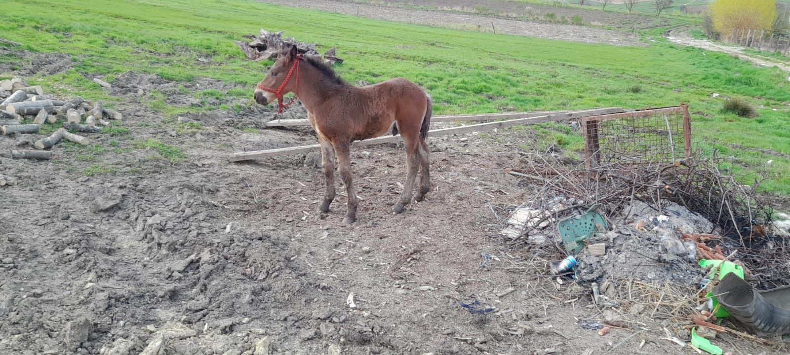 Manz de 1 an și 2 luni