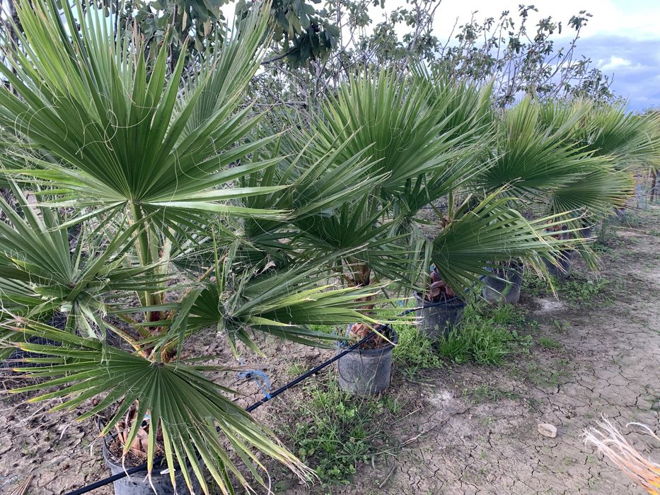 Palmier Washingtonia Robusta