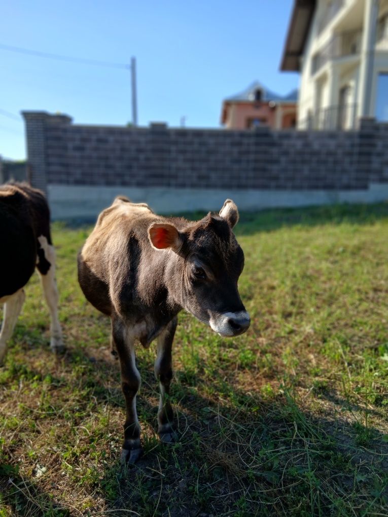 Viței de vanzare