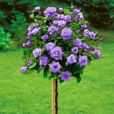 Trandafir Pomișor (Diferite Culori )