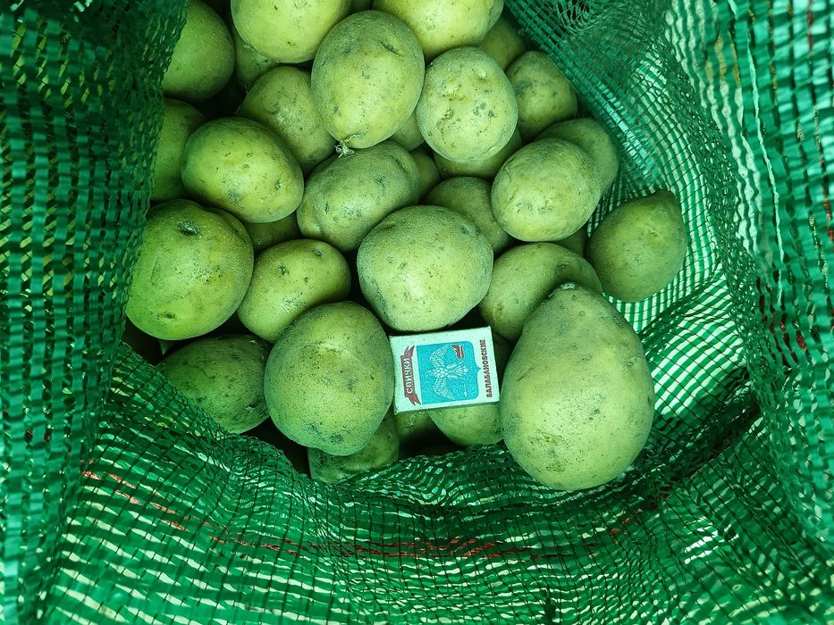Продам картофель