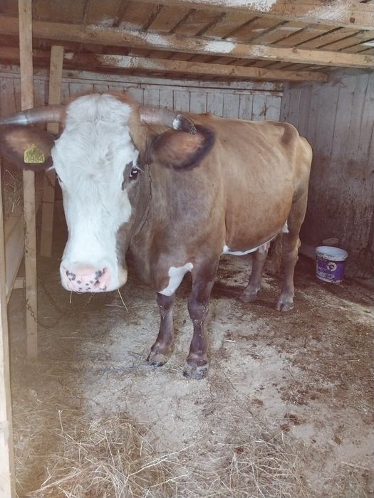 Vând Vaca a făta