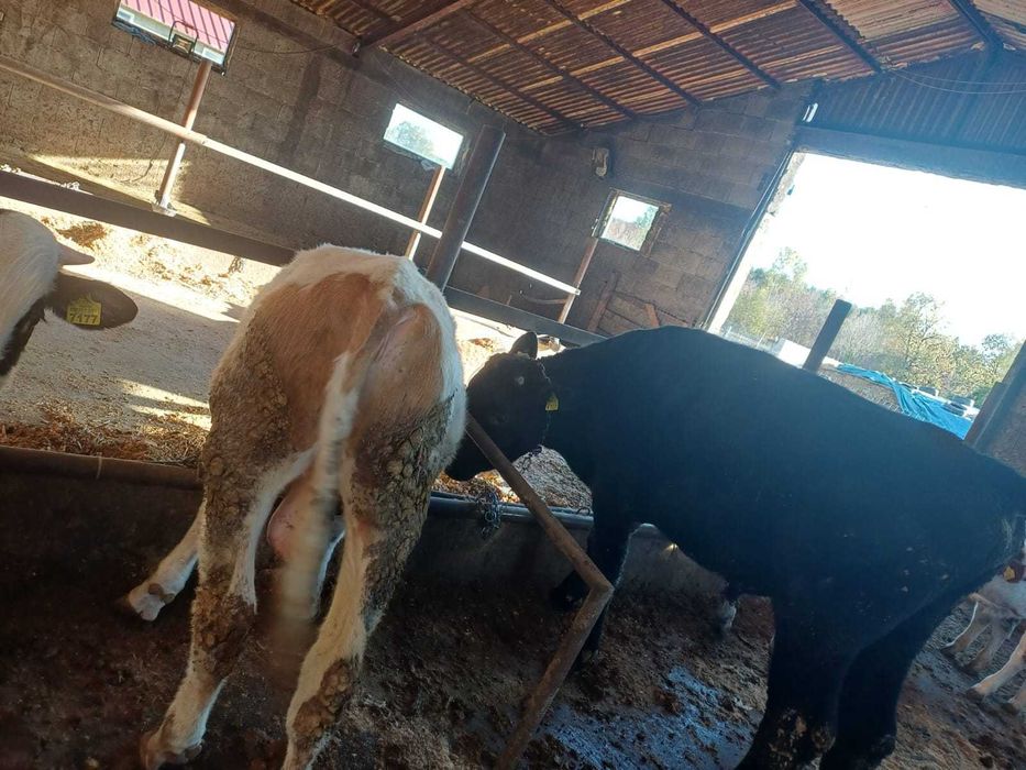 De vânzare2 tăurași