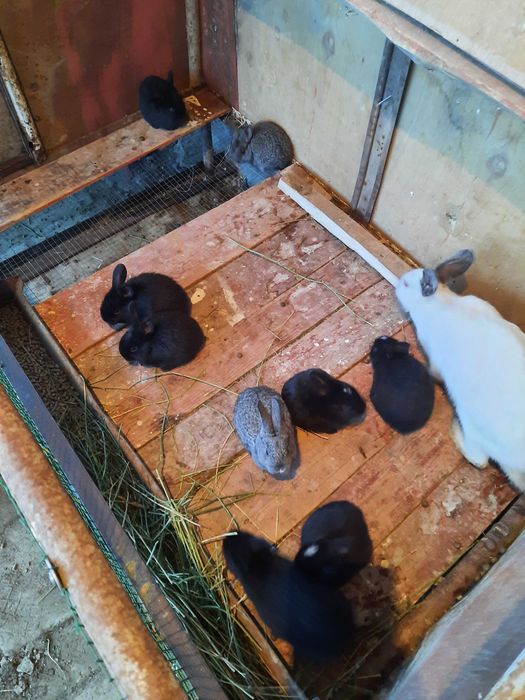 Quyon, quyon bolalari sotiladi