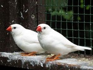 Амадинка Сотилади. нар мода