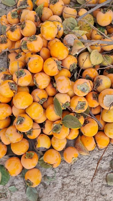 Хурмо сотилади кота