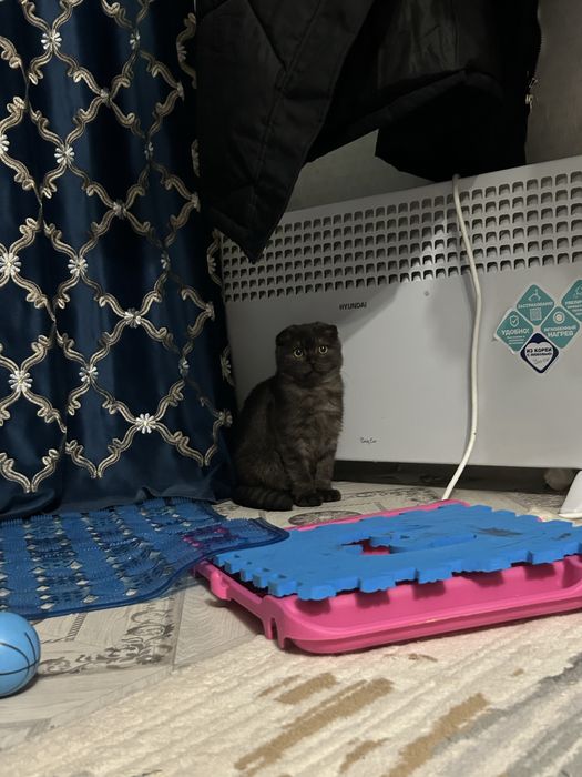 Продам мальчика вислоухого