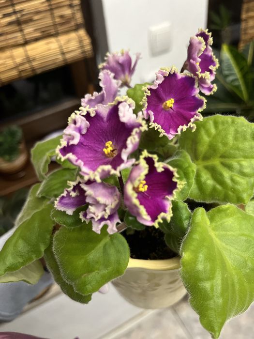 Сентполии красиви