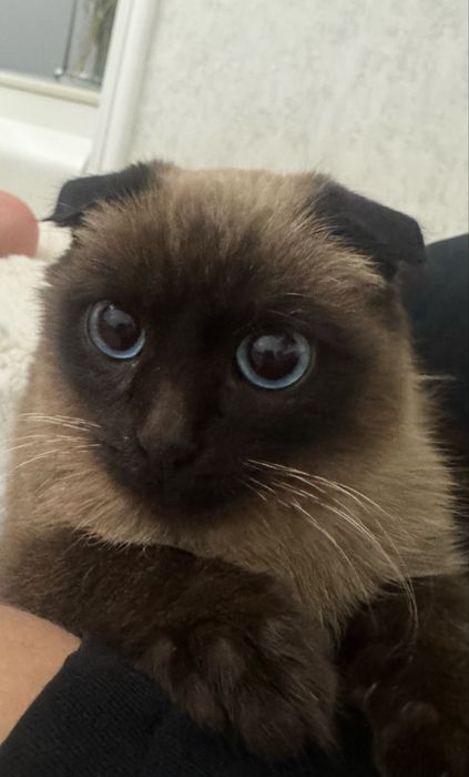 сиамский кот веслоухий