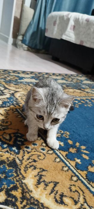 Котёнок отдам даром