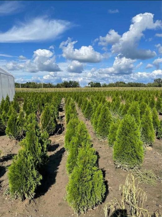 Tuia smaralad leylandii palmieri mesteacan orice planta ornamentala