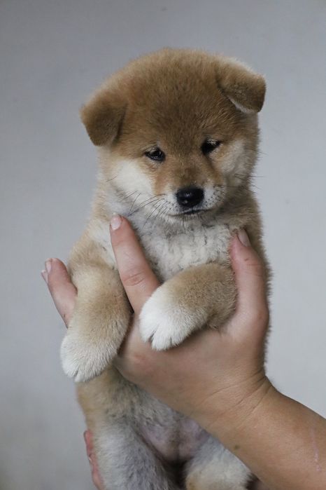 Очаровательные щенки Сиба Ину