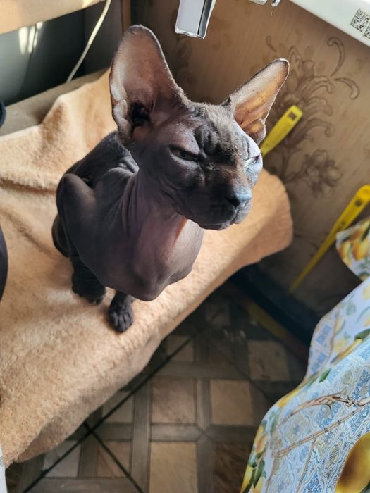 Найдена кошечка, девочка