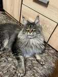 Femela Maine Coon Pedigree si drept de breeding