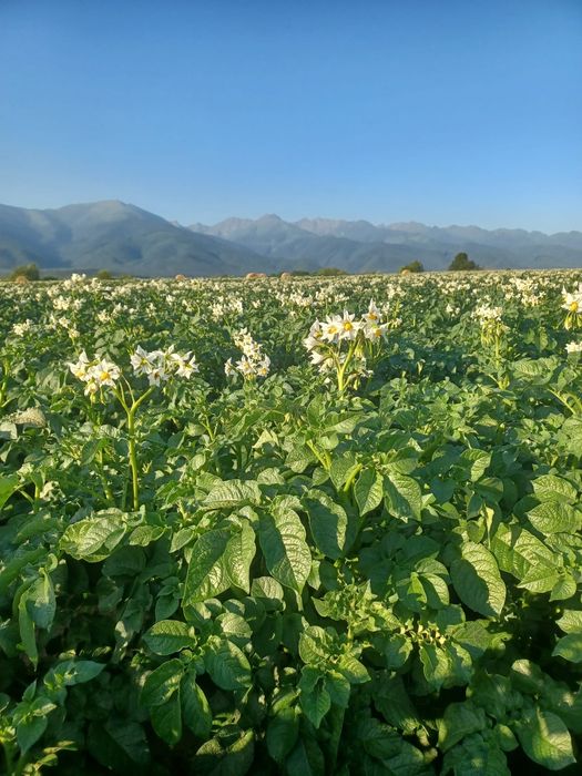 Cartofi sămânță cerificata, din elita, Riviera, Arizona, Bellarosa,