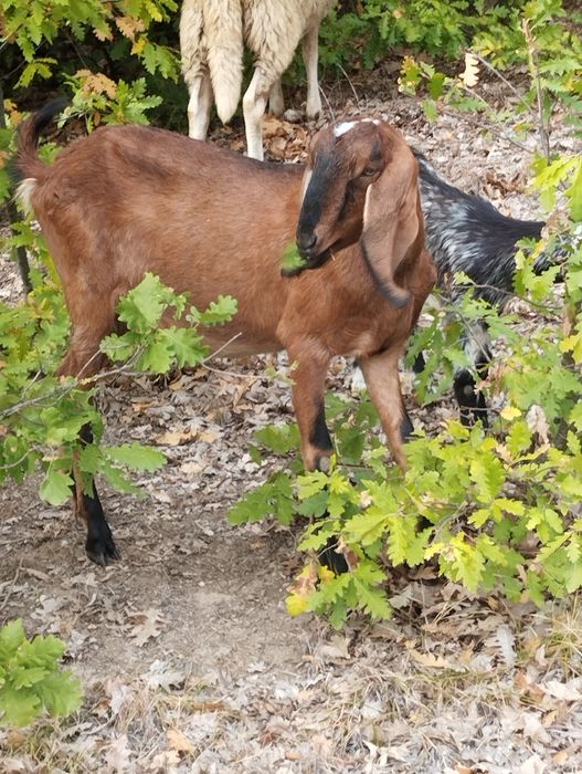 Capre și iede anglonubiene