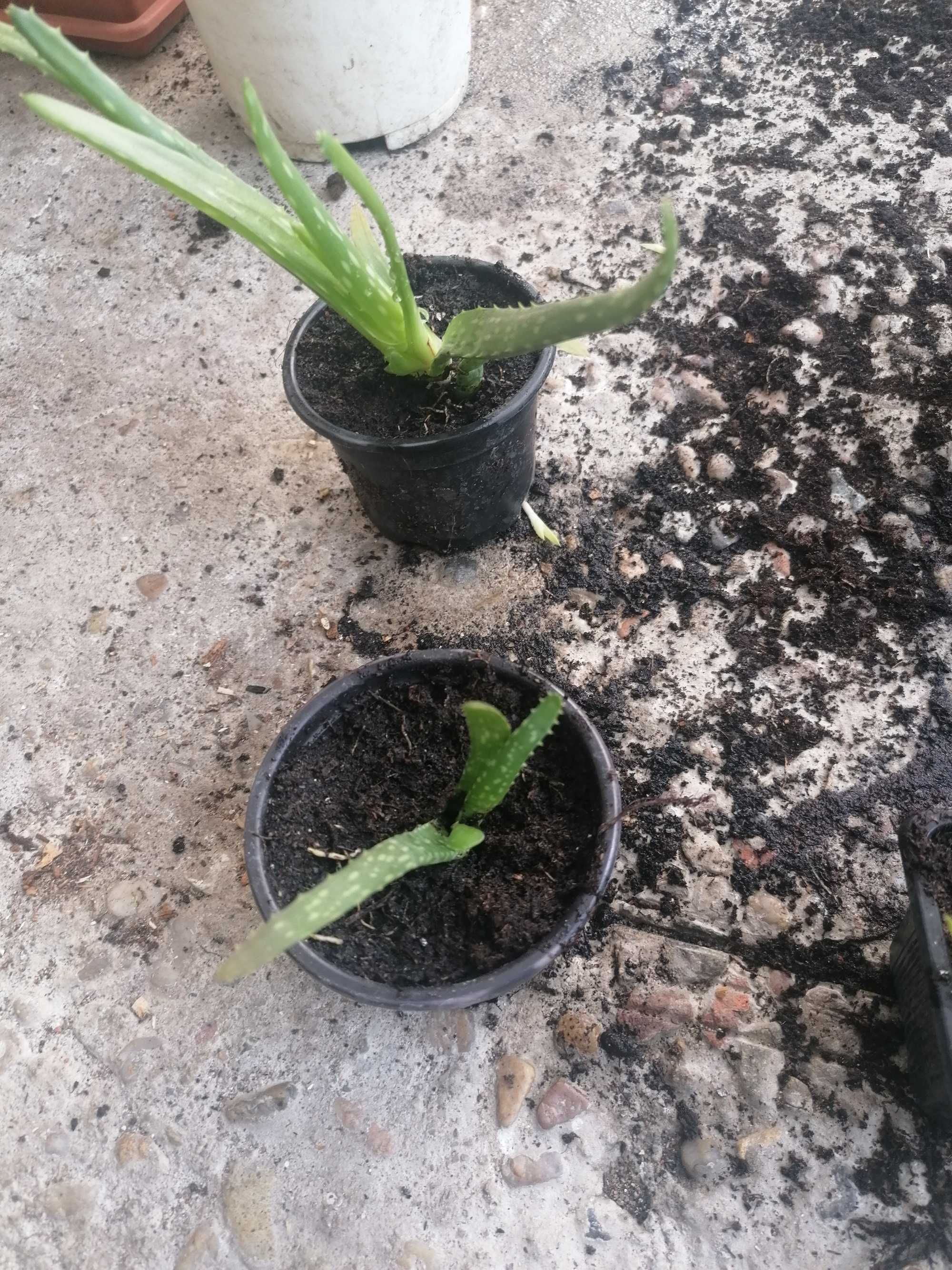 De vanzare Aloe vera