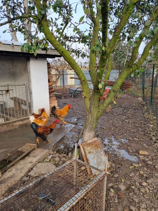 Porumbei voiajori si cocoși brahna