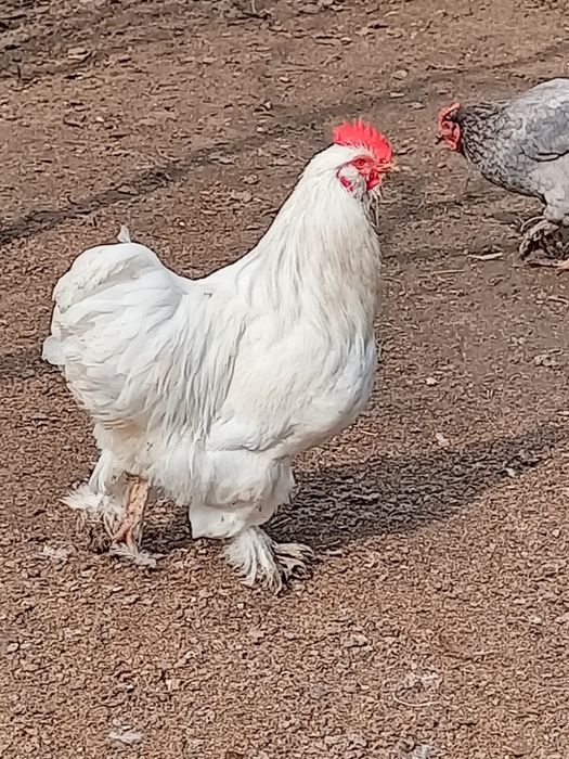 Продам молодова петушка.