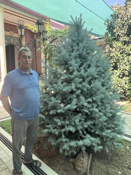 Голубая Ель (Picea pungens Glauca)