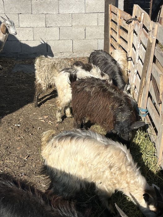 Продается козлята