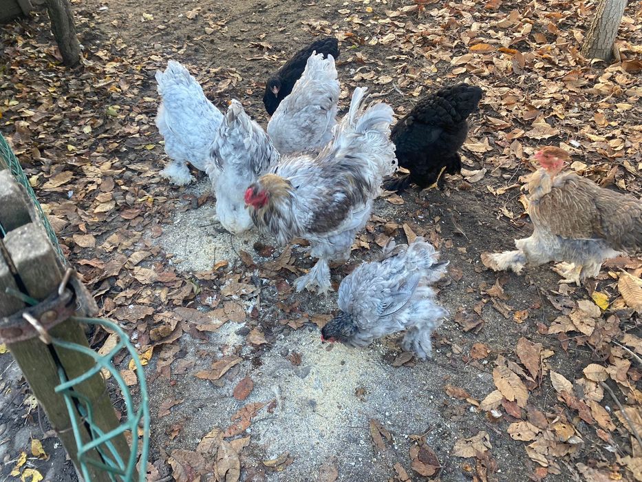 Gaini de rasa Brahma