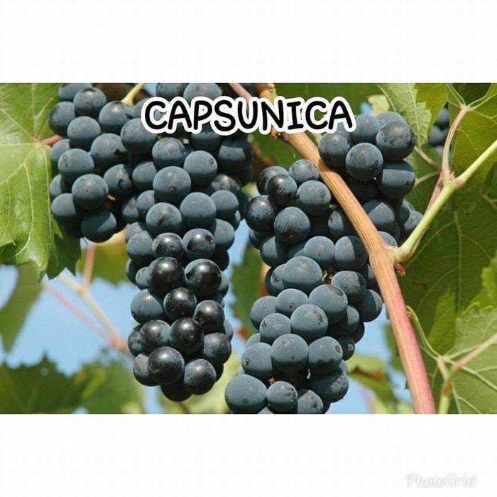 Butasi vita de vie soi hibrid