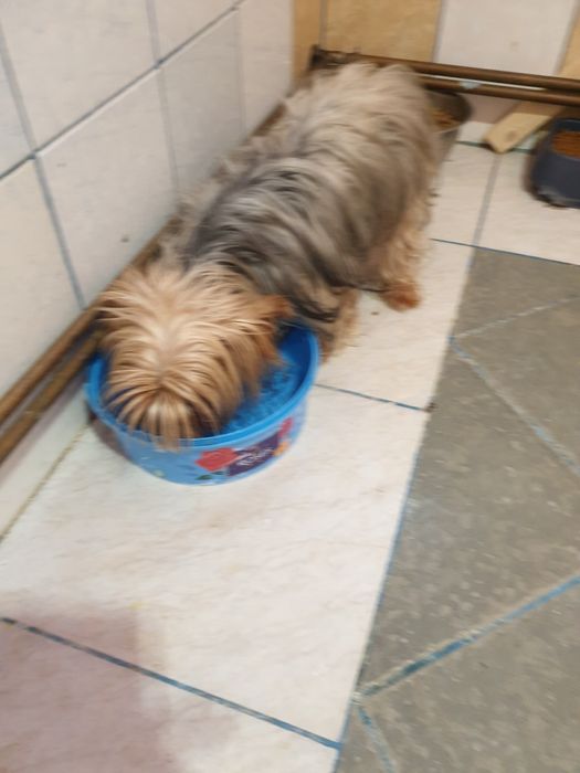 Adoptie Yorkshire terrier minitoy