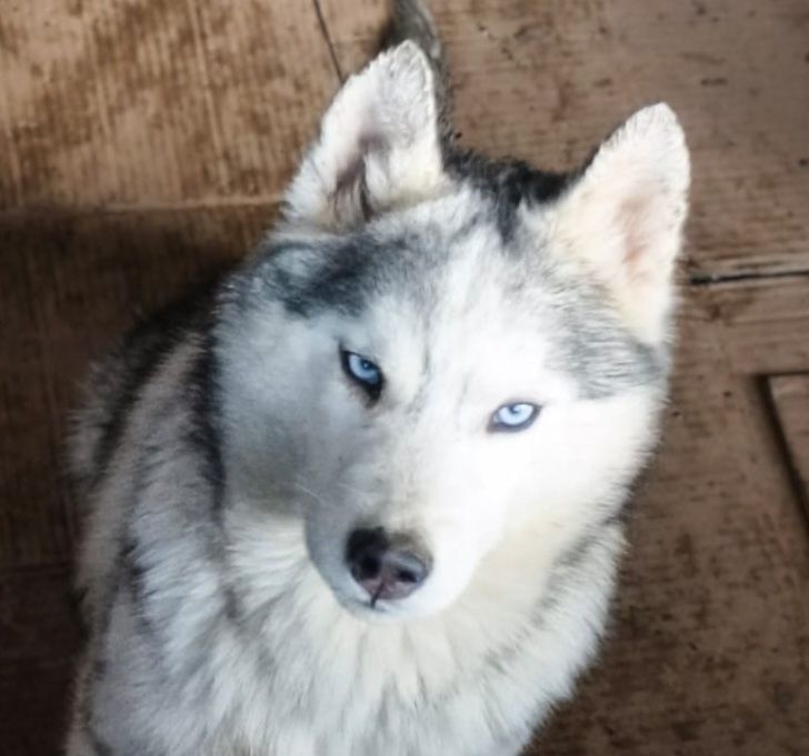 Щенки сибирской хаски.