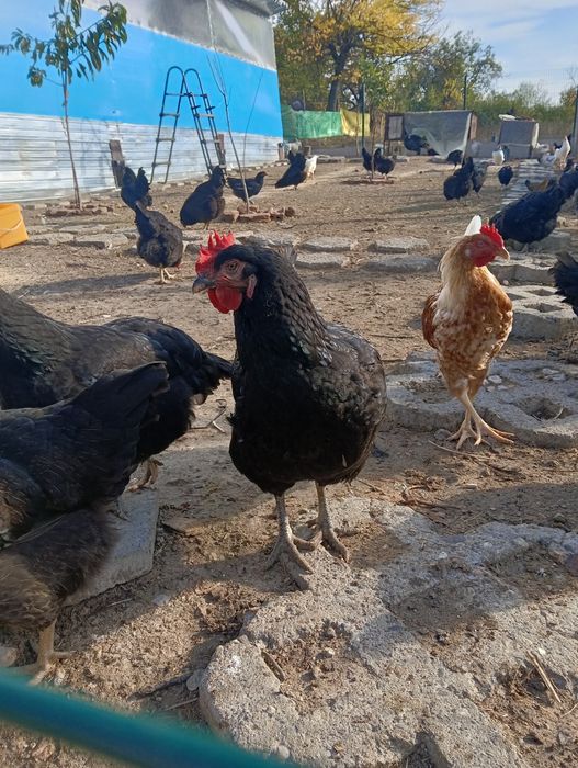 Пресни домашни яйца