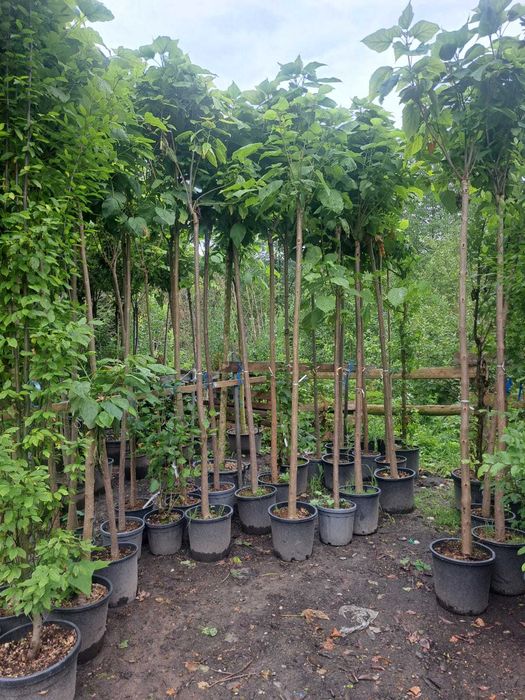 Gazon si plante ornamentale