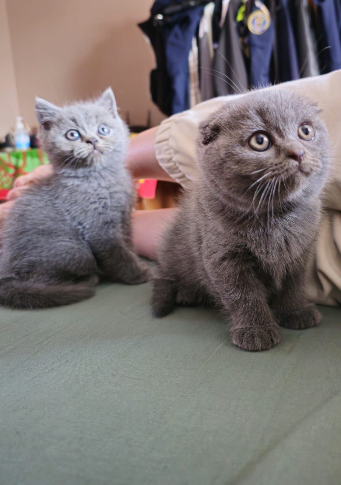 Pisici Scottish Fold