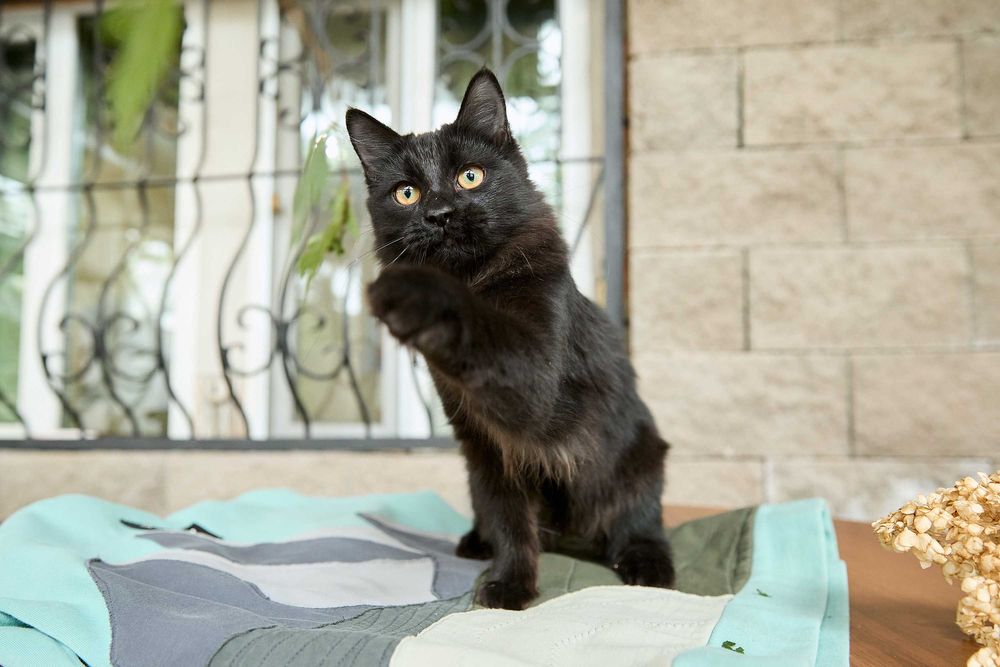 Пушистый котенок, 6 месяцев