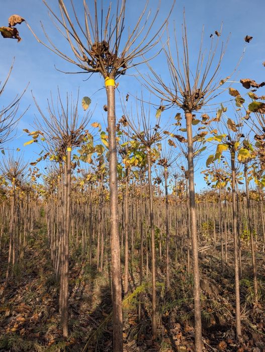 Va catalpa globulară la ghiveci
