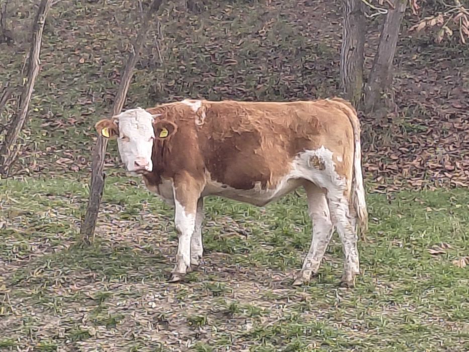 Junincă bălțată de vânzare